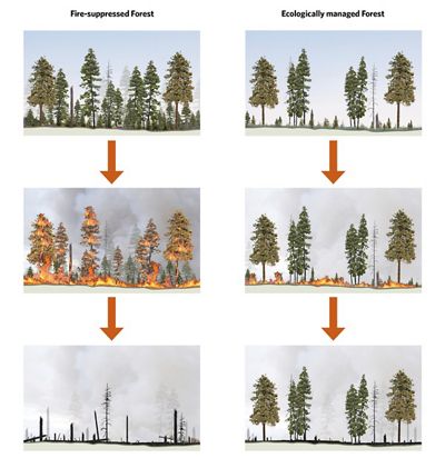 Diagram comparing fire-suppressed forest to ecologically managed forest