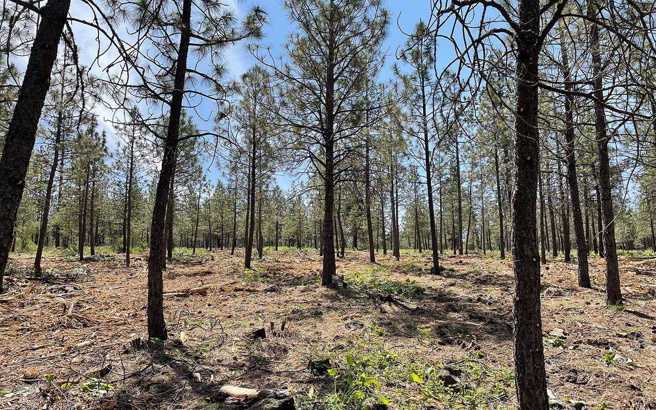 Thinned ponderosa pine stand with cleared understory